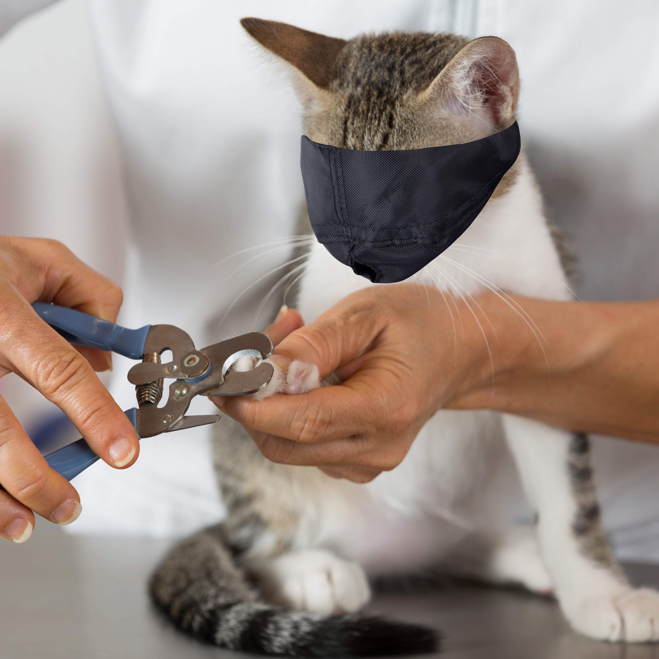 Muselière Downtown Pet Supply – utilisation sûre lors de soins à domicile.