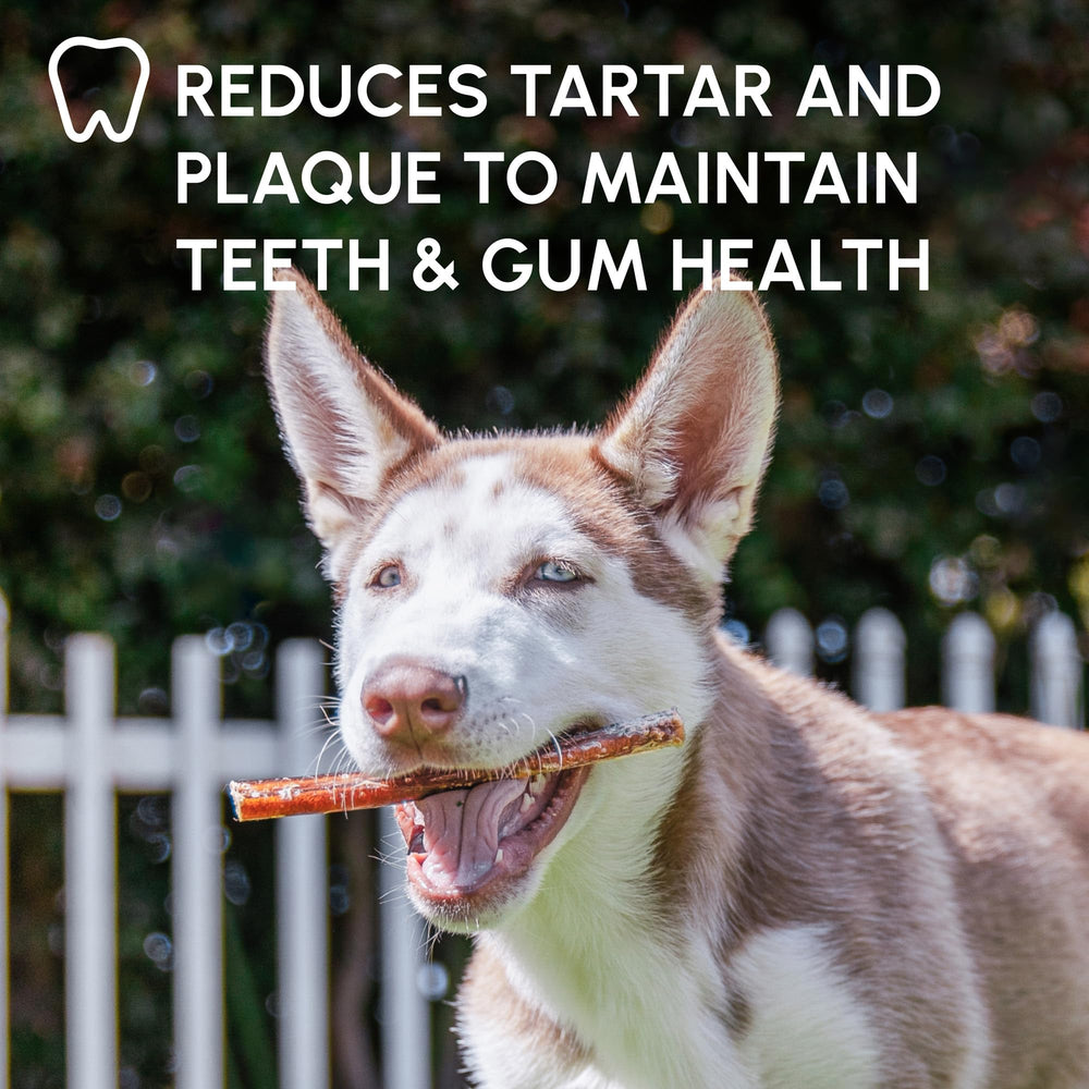Downtown Pet Supply pack de 30, mastication prolongée et économie.