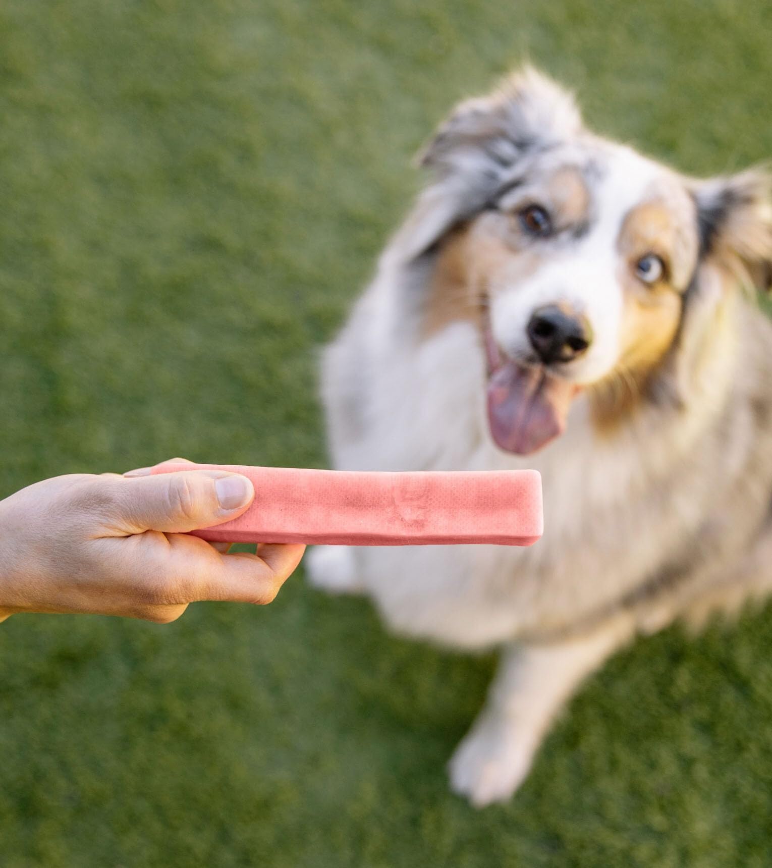 Utilisation intérieure sans taches sur le mobilier avec Downtown Pet Supply.