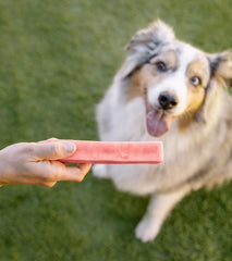 Utilisation intérieure sans taches sur le mobilier avec Downtown Pet Supply.