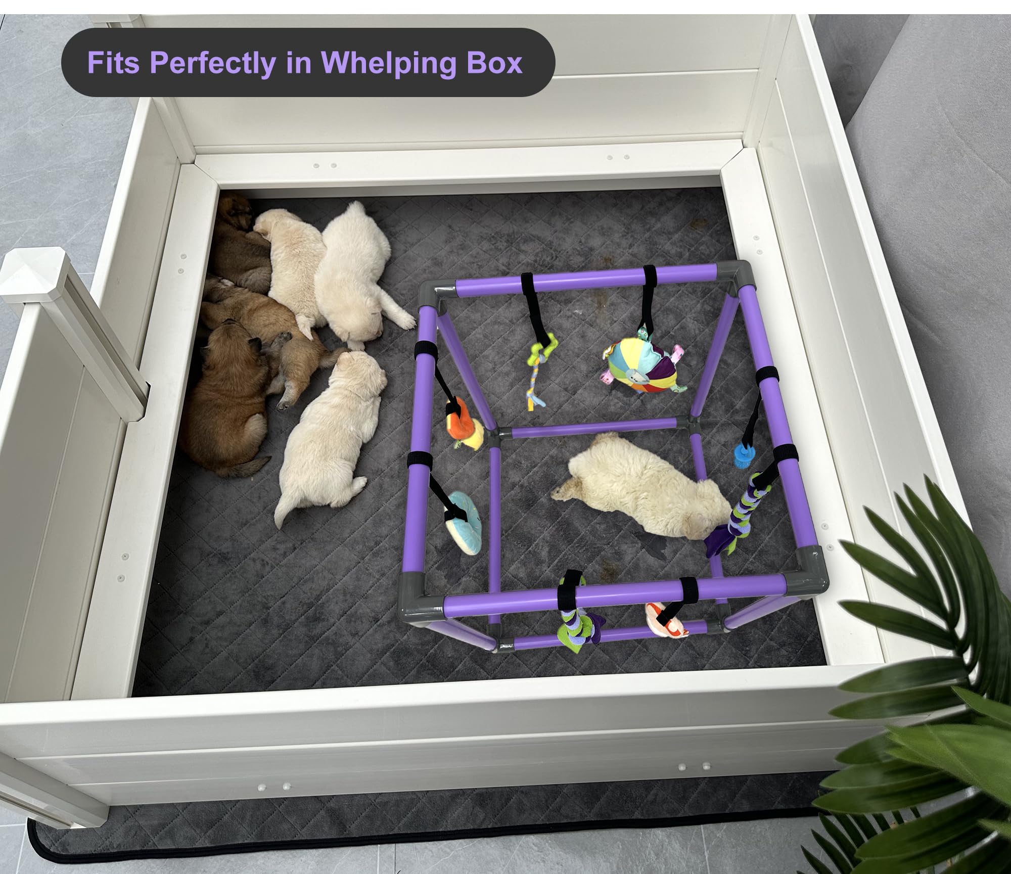 Intégration dans la box d'élevage DOZZOPET pour plus de divertissement intérieur