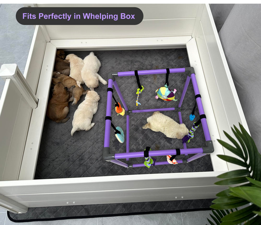 Intégration dans la box d'élevage DOZZOPET pour plus de divertissement intérieur