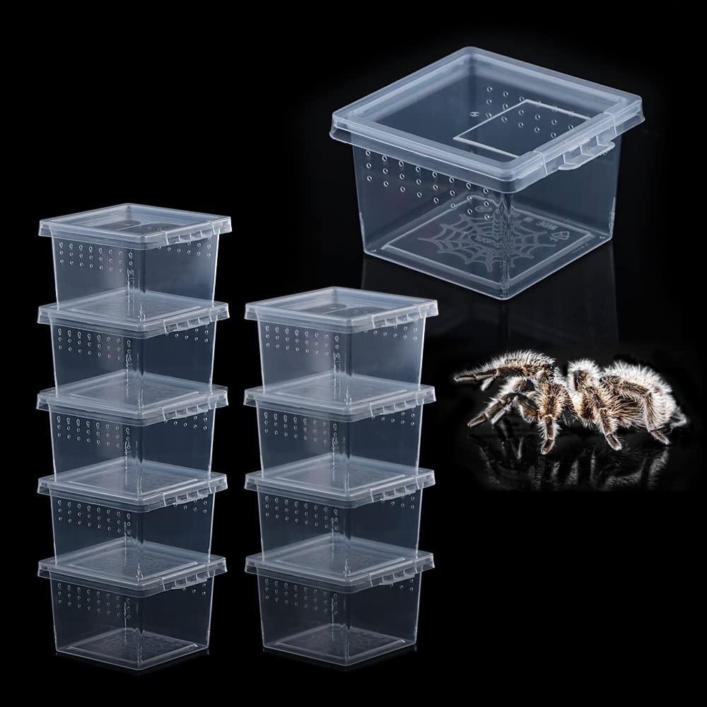 Boîte DQITJ terrarium insectes petit format, pratique pour le transport et le rangement sécurisé.