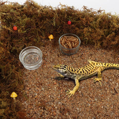 DQITJ bol-nourriture-reptile-verre: bol clair et facile à nettoyer pour nourriture.