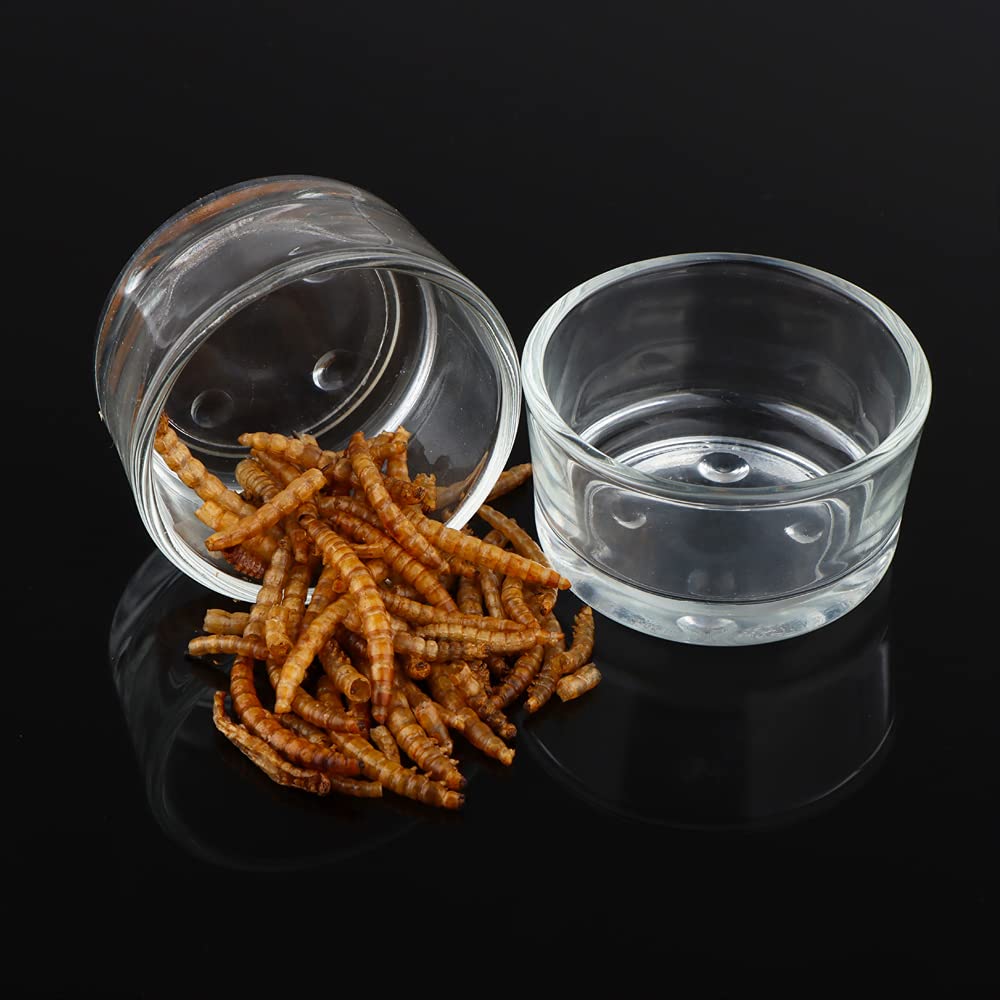 DQITJ bol-transparence-reptile-verre: bol transparent pour surveiller l alimentation.
