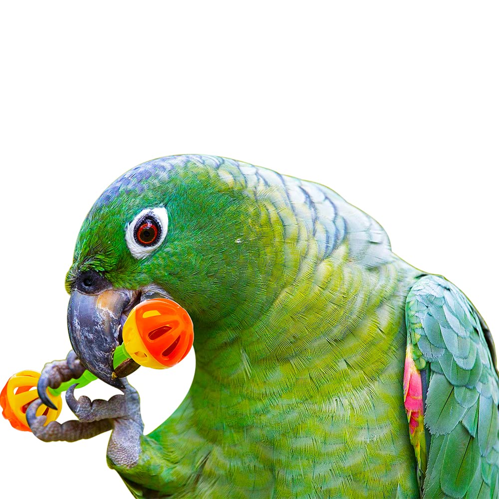 DQITJ système amovible grelot, facile à accrocher dans la cage.