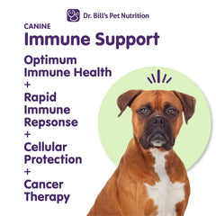Soutien immunitaire canin Dr. Bill’s — chien actif et heureux.