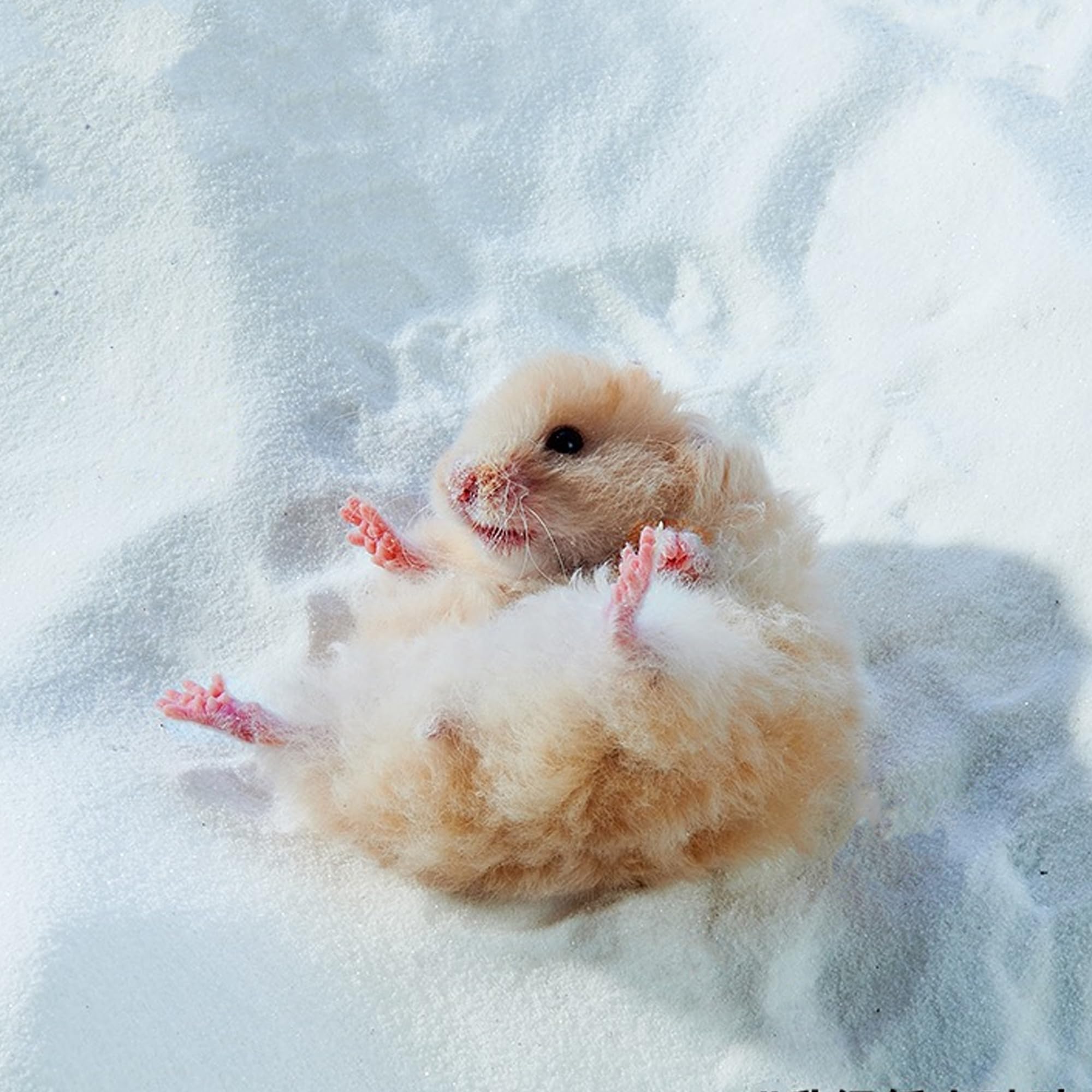 DR.DUDU emballage-fermeture-conserve-frais-sable-hamster prêt à l'emploi.