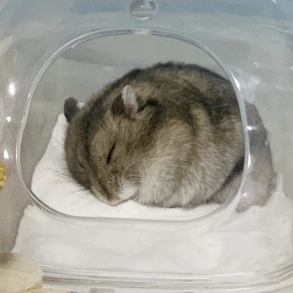 DR.DUDU Sable desert: expérience de bain confortable pour hamster.