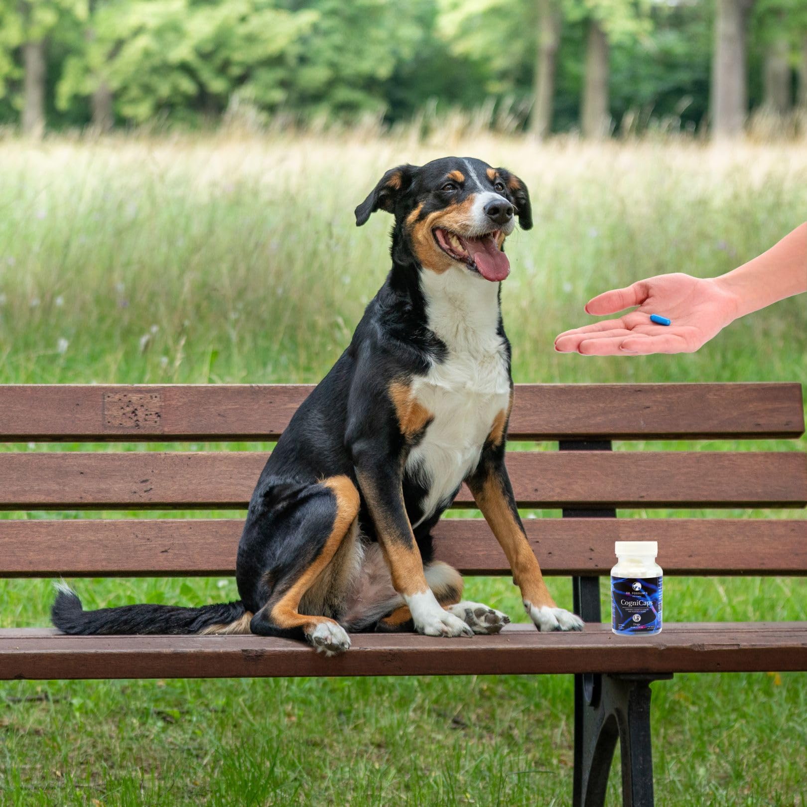 Tableau de posologie CogniCaps selon le poids du chien