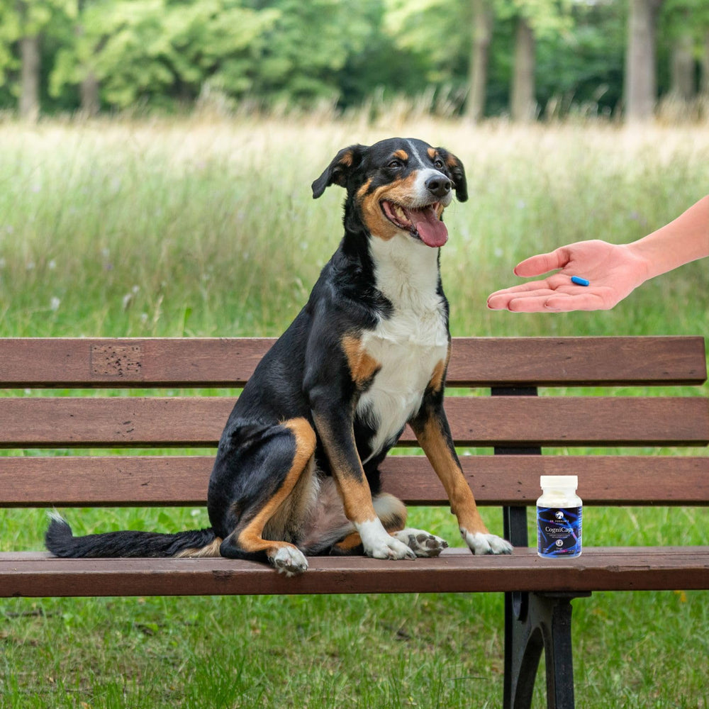 Tableau de posologie CogniCaps selon le poids du chien