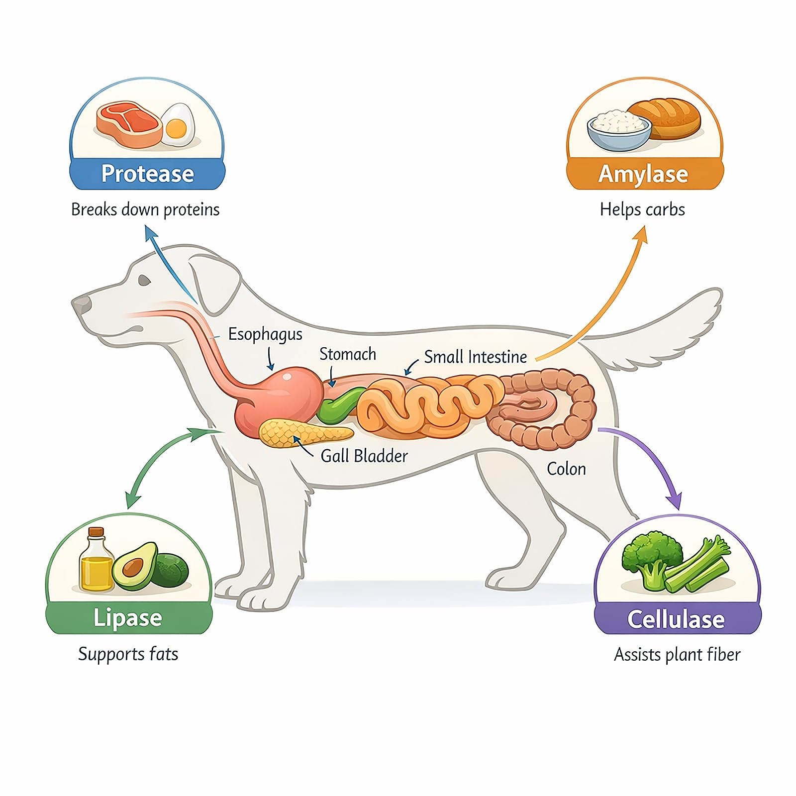 Dr. Goodpet Poudre Digestive Chien Preparation croquettes facile