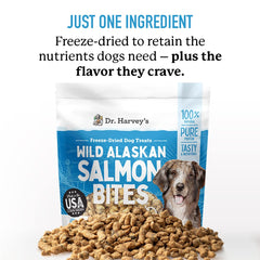 Gros plan sur les bouchées saumon Dr. Harvey's, texture lyophilisée et appétence.