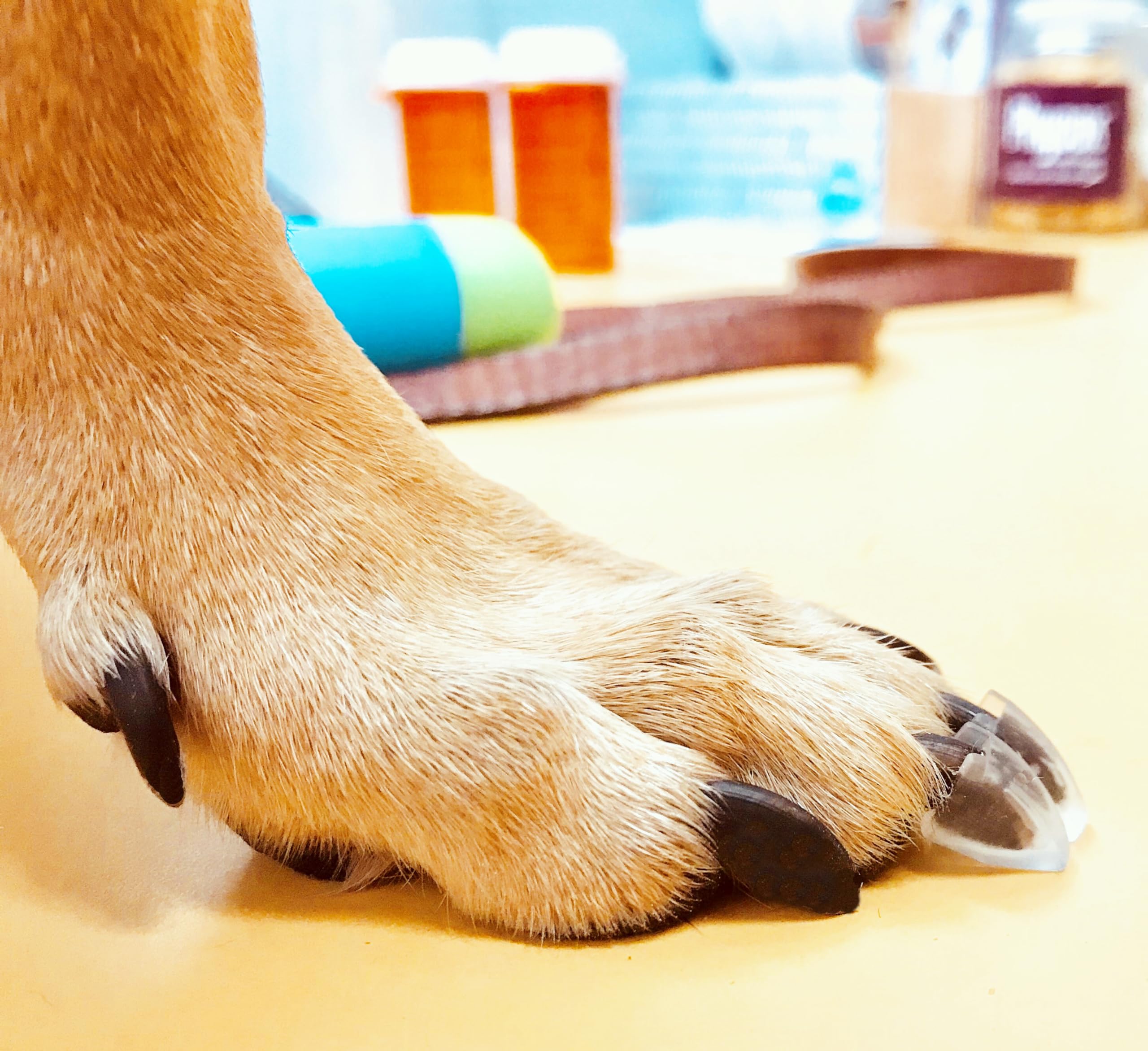 Dr. McHenry's Dog Toe Treads ensemble 24 adhésifs pour traction et mobilité