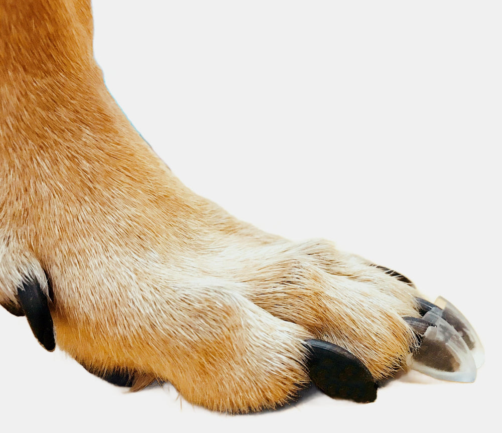 Dr. McHenry's pattes-chien coussins adhésifs kit ensemble pour traction