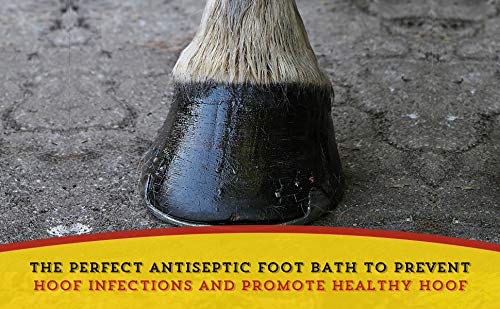Dr. Naylor Hoof 'N Heal — avant et après l’application sur sabot.