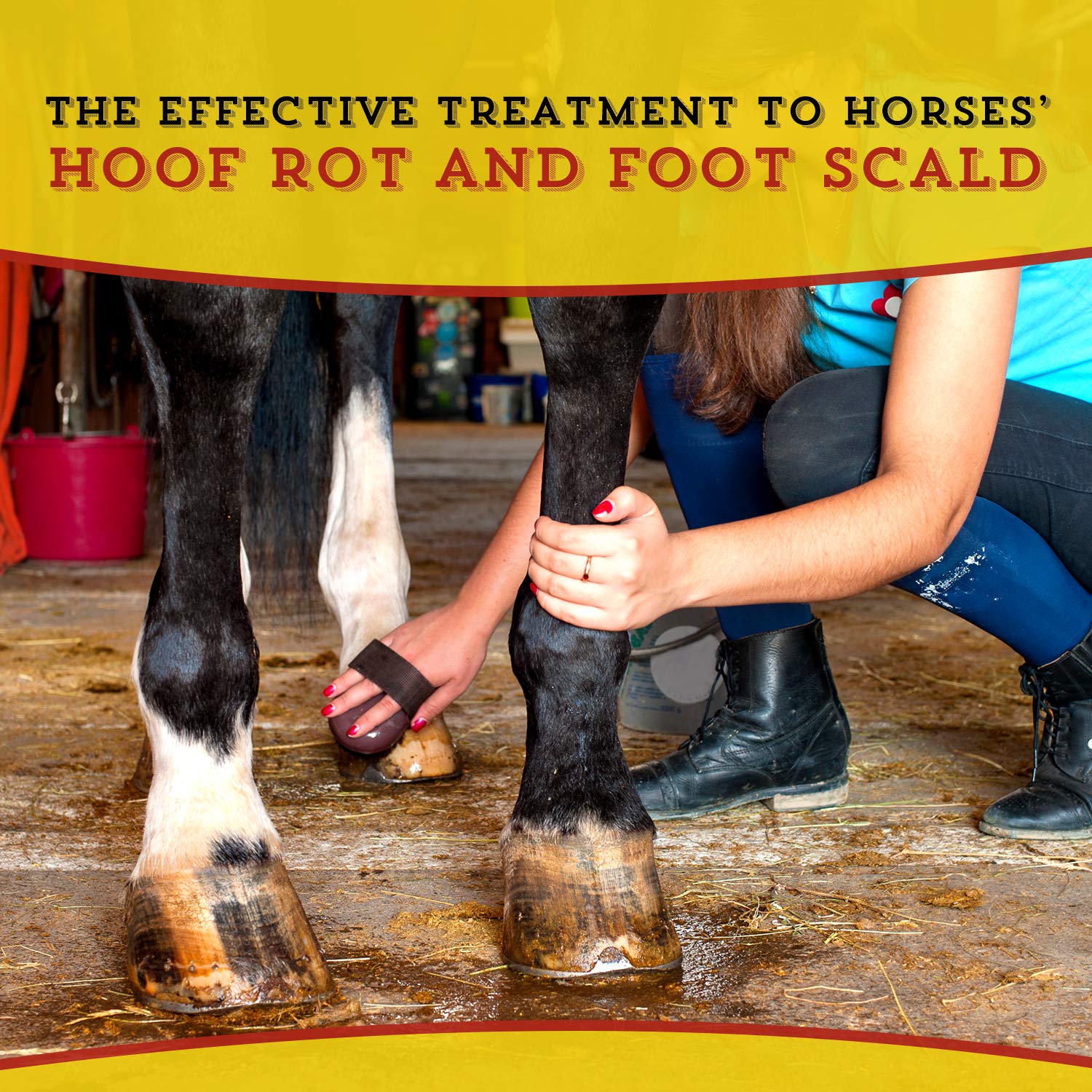 Dr. Naylor Hoof 'N Heal, sabots rot — démonstration d’application en ferme.