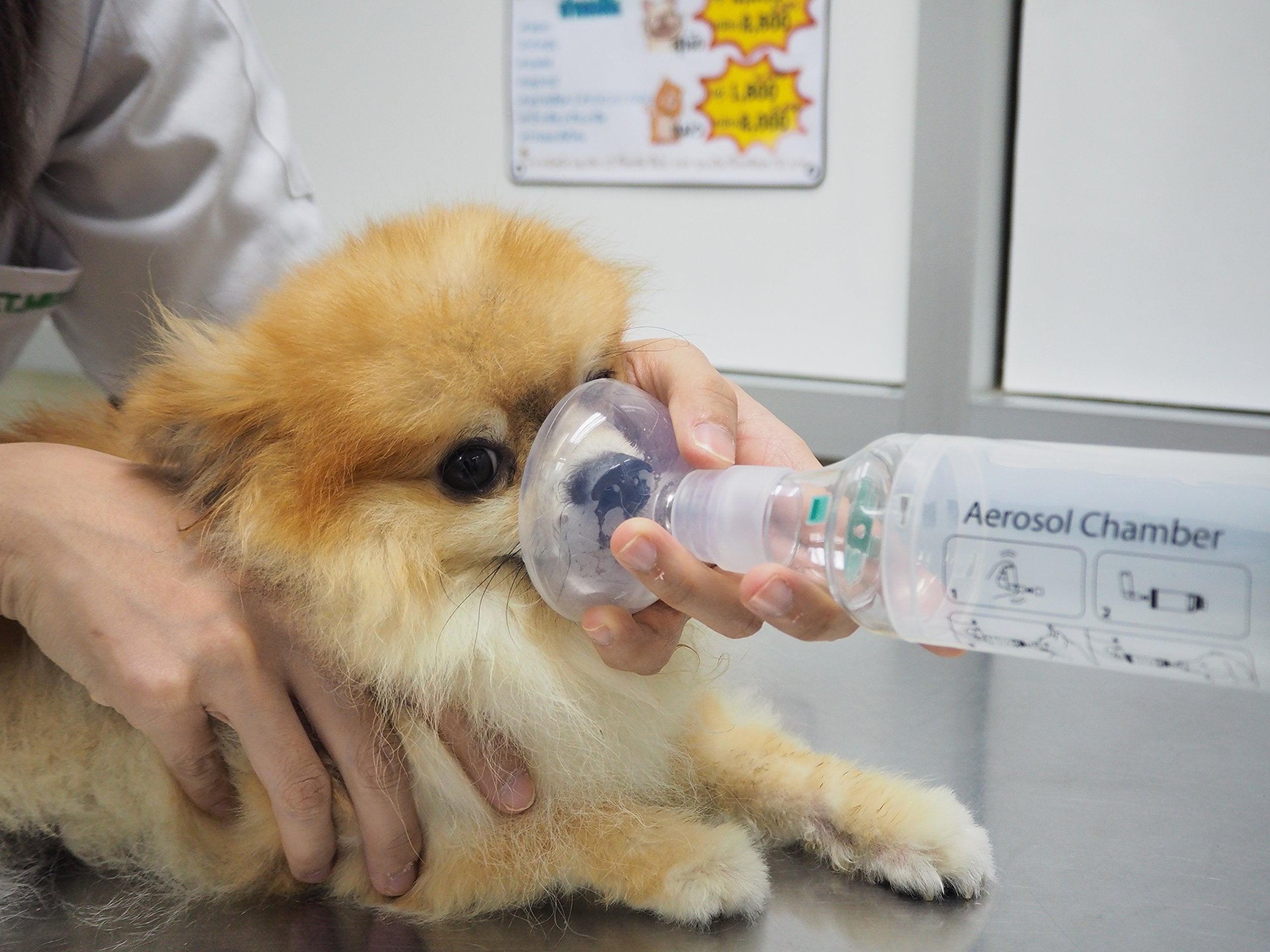 Dr. Pet nettoyage simple et démontage entretien facile.