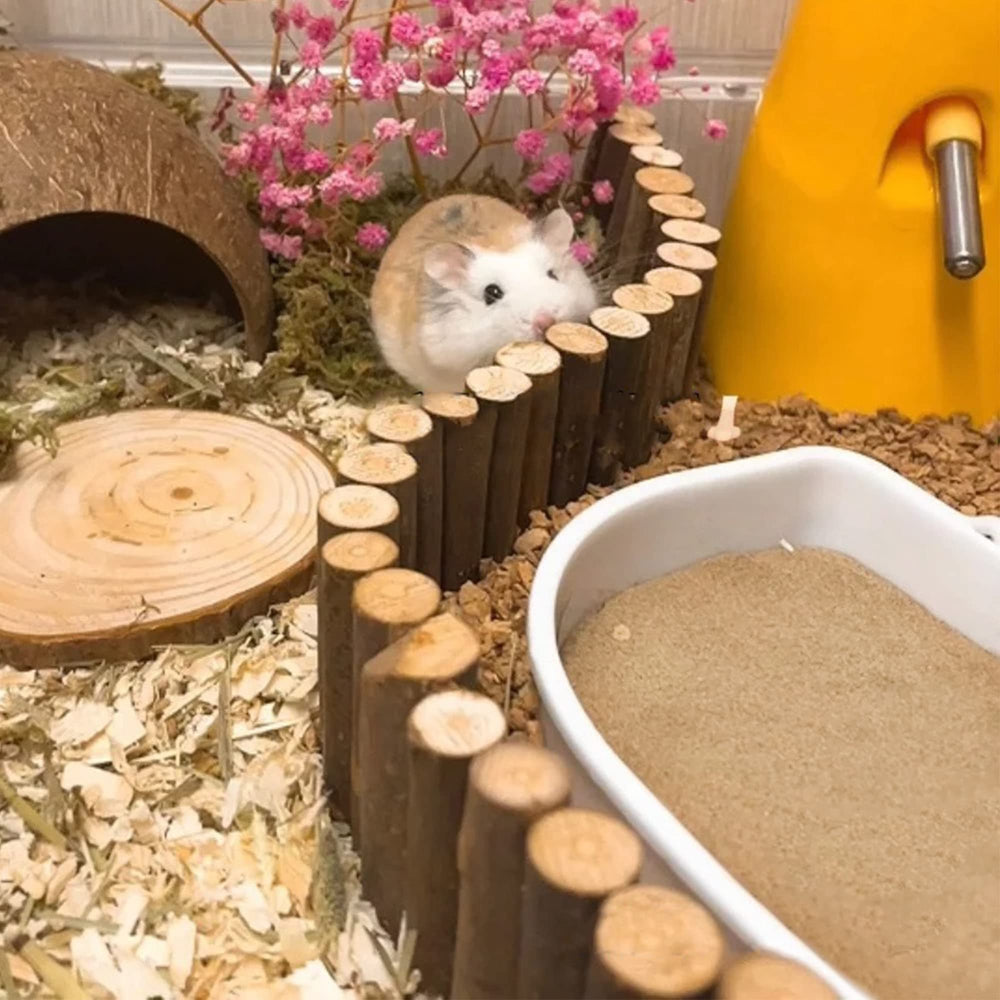 Sable DR.DUDU, 6-6lb, pelage brillant après le bain des hamster.