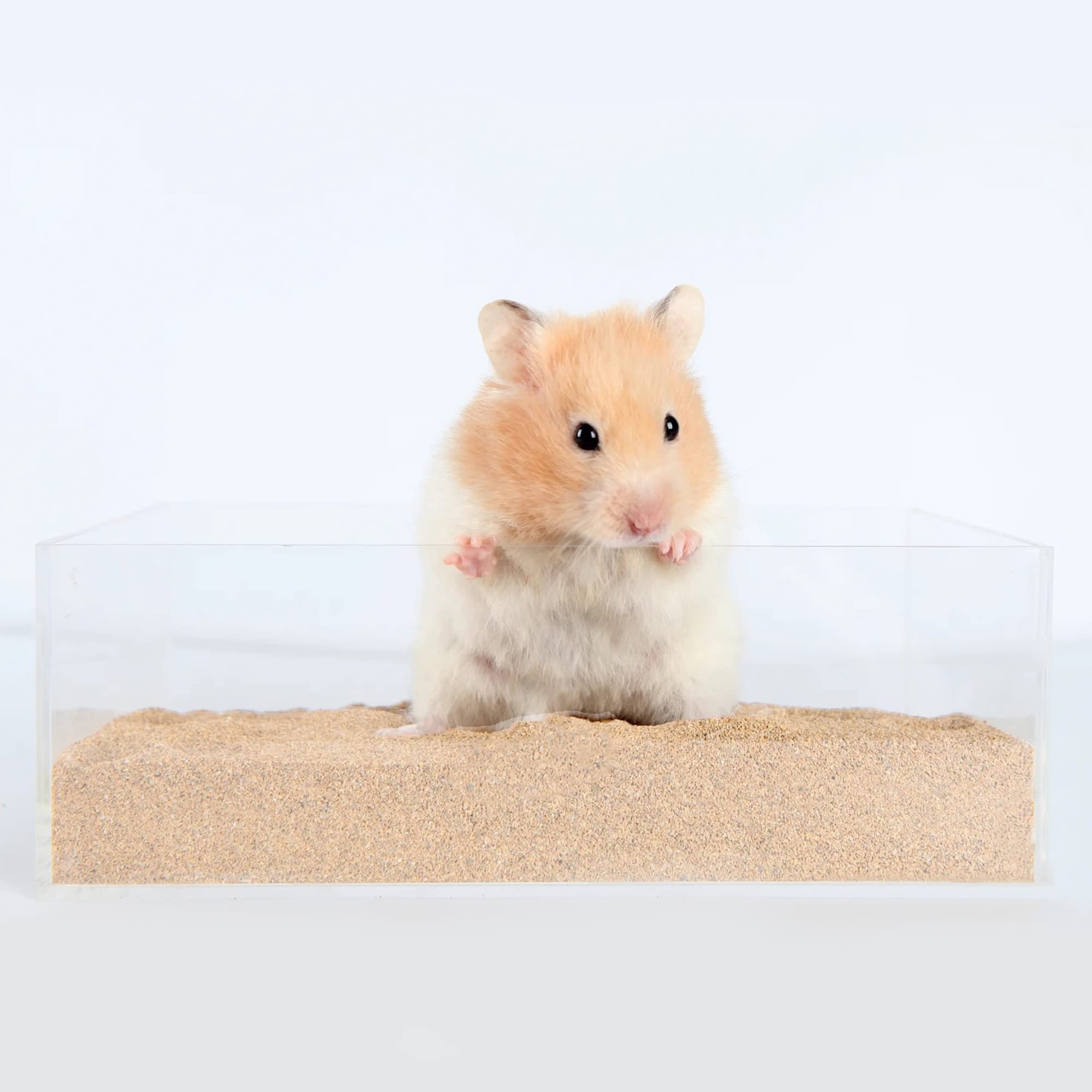 Sable de bain pour petits animaux DR.DUDU, pelage soyeux après le bain.