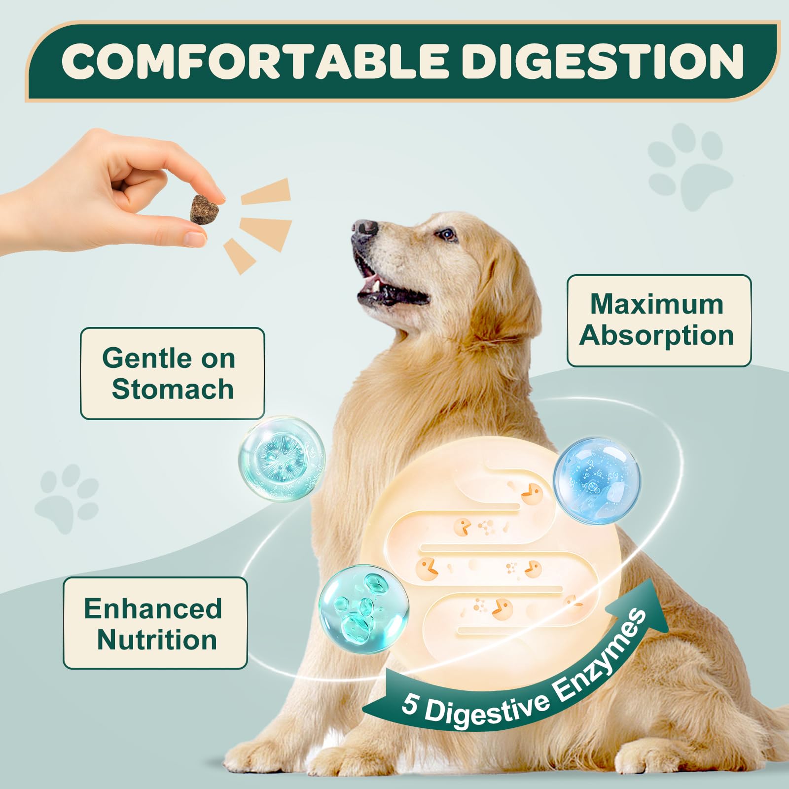 DRFOSTER Glucosamine pour chiens – chien heureux mâchant une bouchée, soutien possible des articulations.