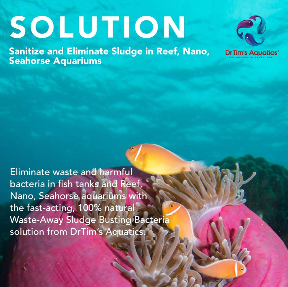 Waste-Away Reef — zones à faible débit identifiées, amélioration du flux potentiel.