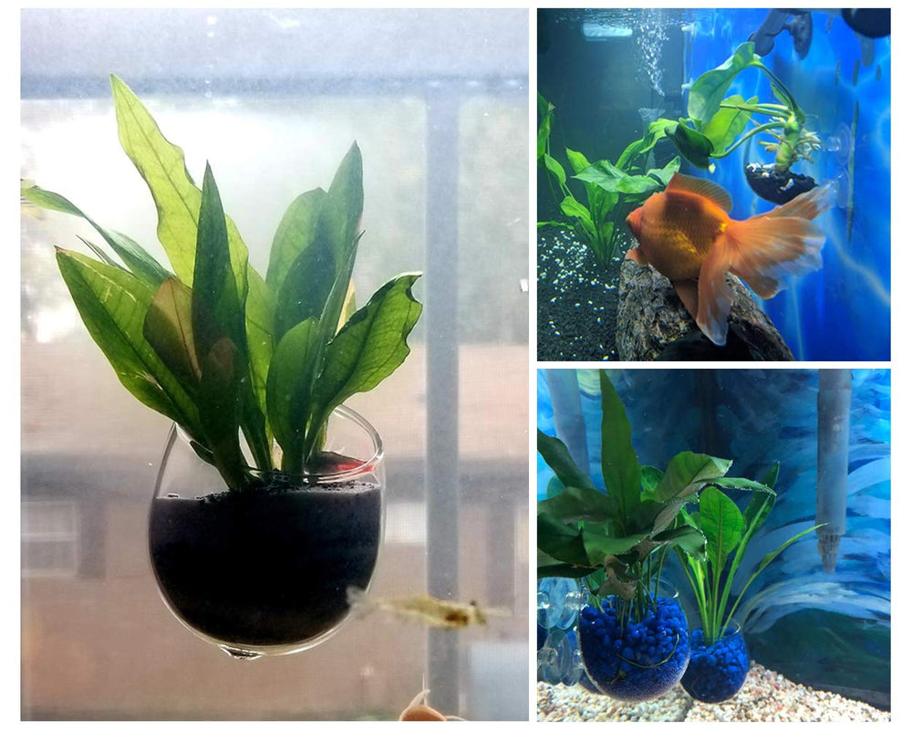 Tasses plante aquatique DS Distinctive Style décor d’aquarium en verre cristal