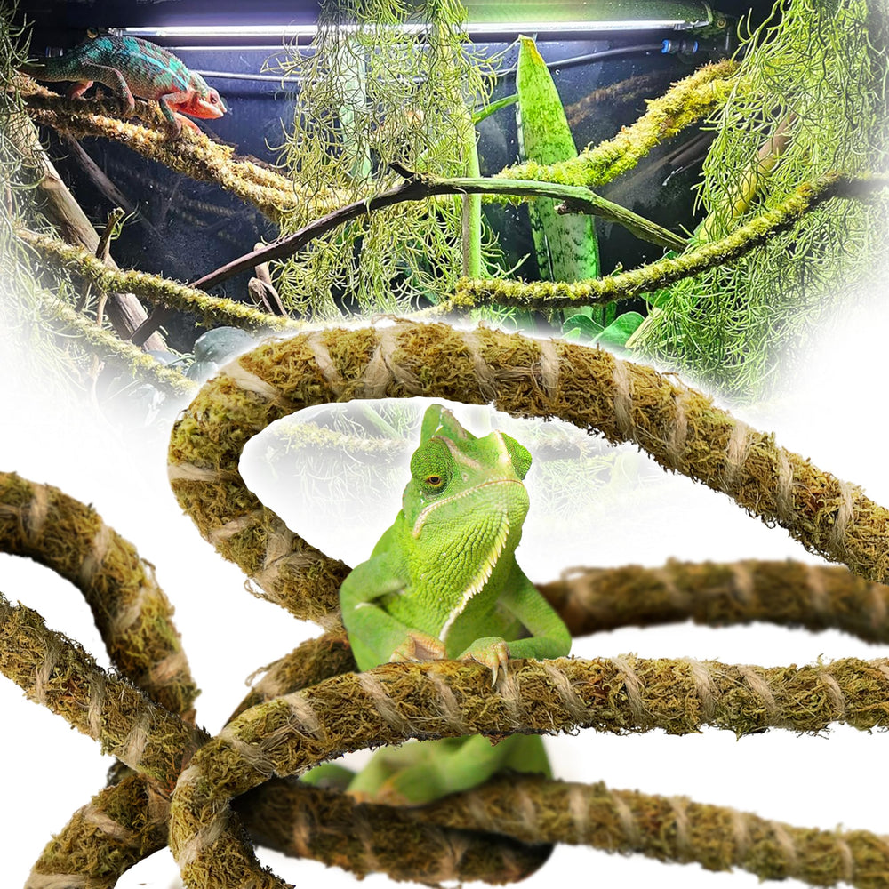 Duspro liane mousse 6,5 pieds flexible pour l'escalade des reptiles.