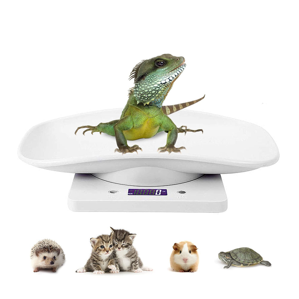 Balance DWSFADA pour animaux pesant en grammes, idéale pour jeunes animaux.