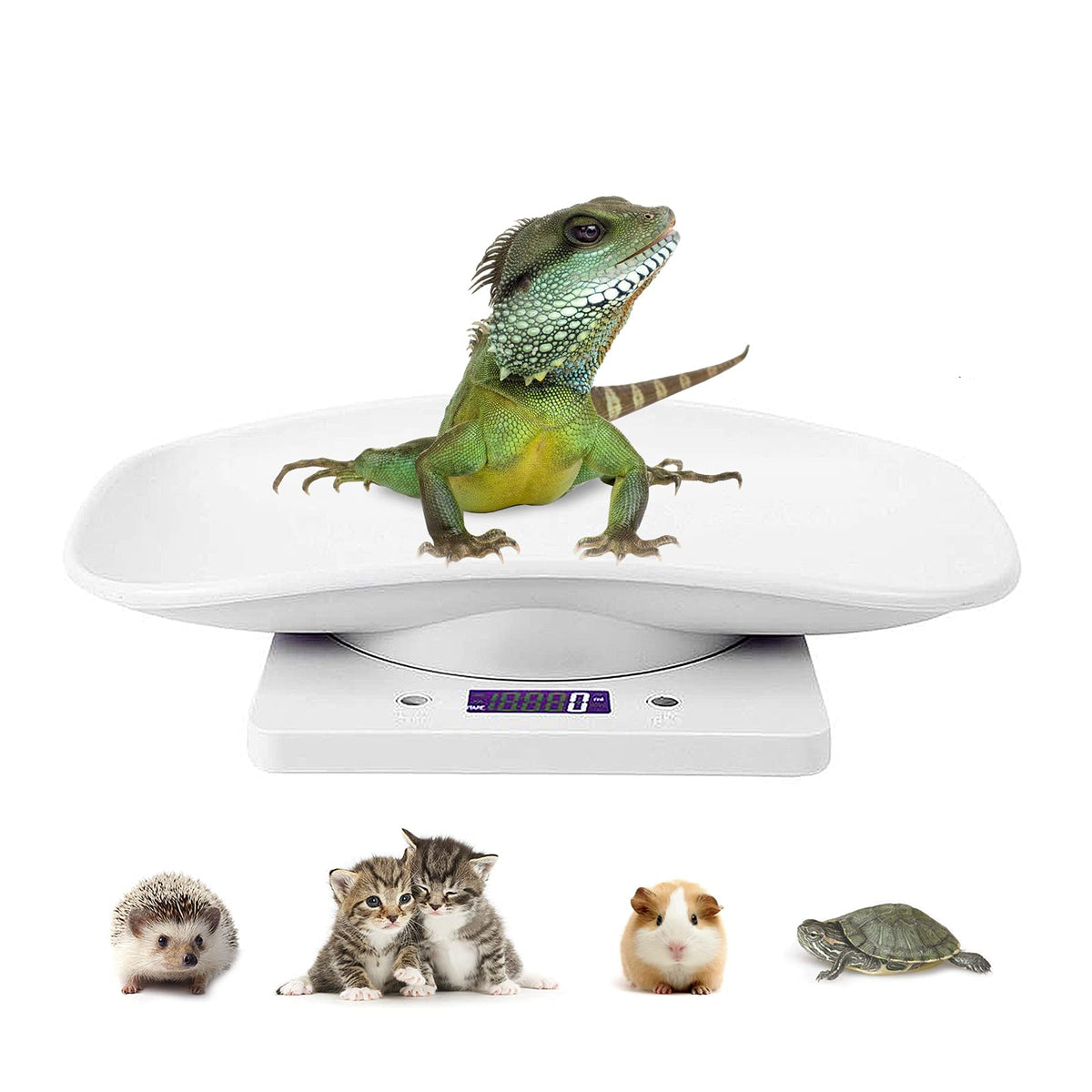 Balance DWSFADA pour animaux pesant en grammes, idéale pour jeunes animaux.