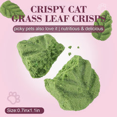 Dylan's Cabin – crisps chat au poulet, texture croquante et saveur naturelle.