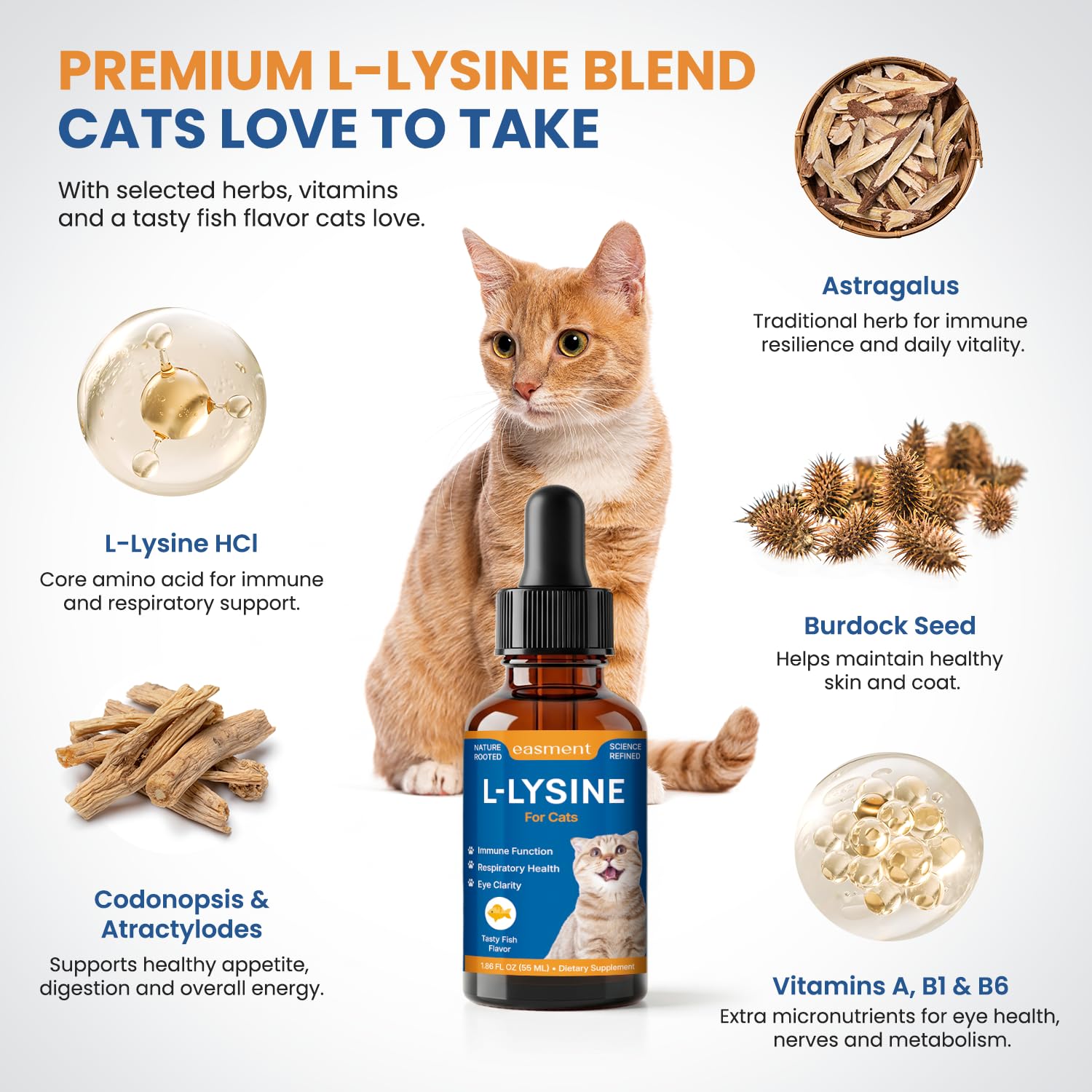 Routine quotidienne facilitée par Easment L-Lysine pour chats.