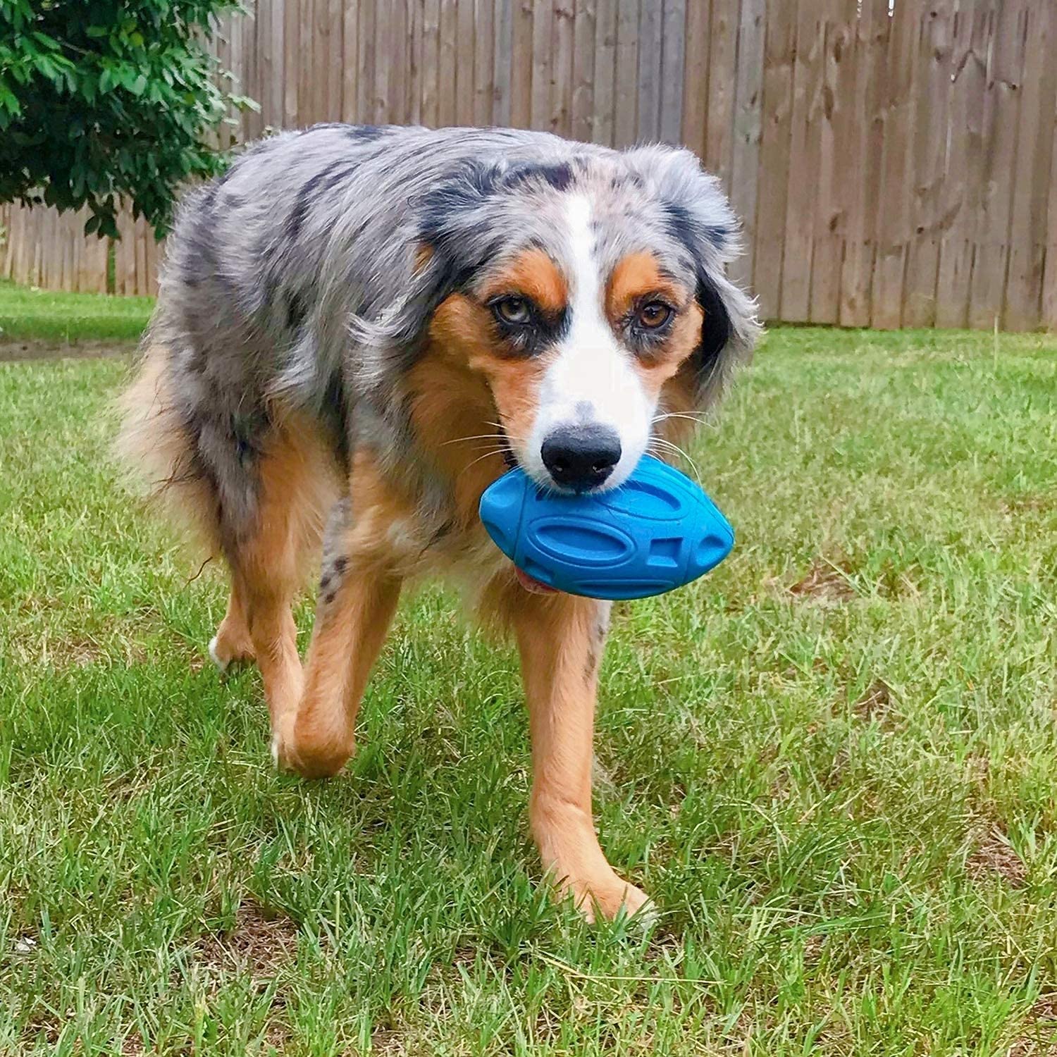 EastBlue jouet durable pouvant accompagner le quotidien du chien.