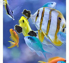 Easy Reefs Masstick sur verre, permet une alimentation ciblée et continue des habitants de l'aquarium.
