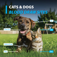 Écran du lecteur Easy Touch Pet Glucose – affichage rapide des résultats