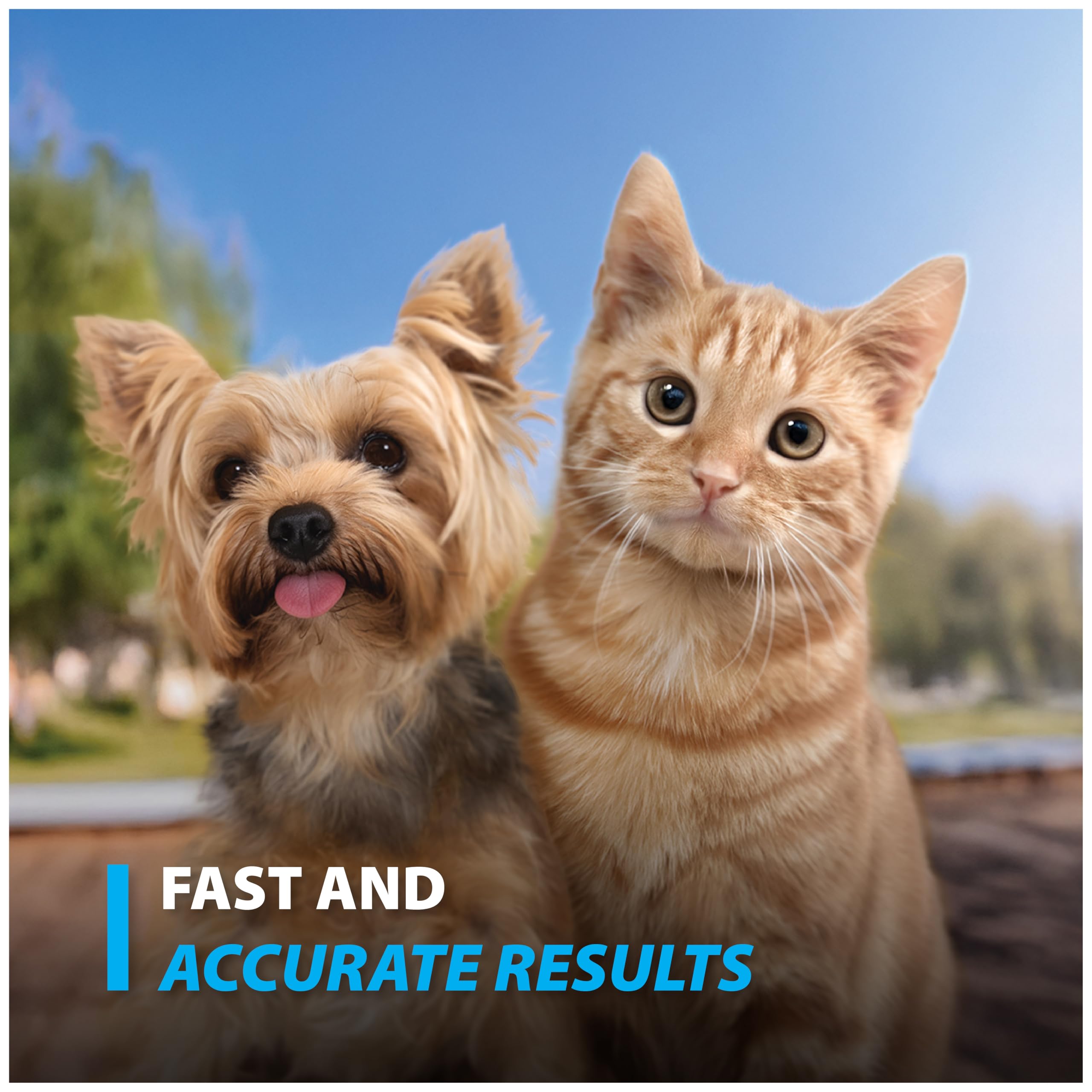 Chat utilisant Easy Touch Pet Glucose Strips à domicile