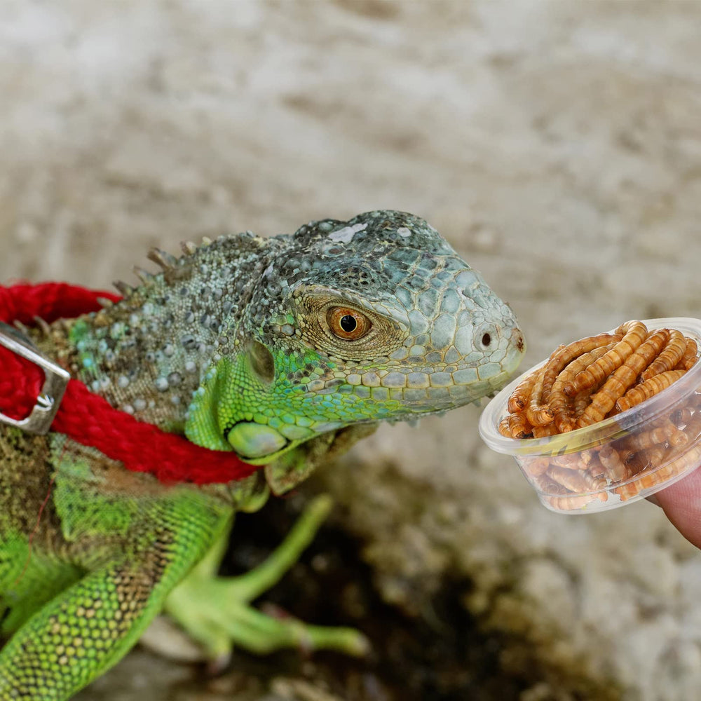 Gobelets transparents EBOOT adaptes a divers reptiles pour suivre l alimentation.