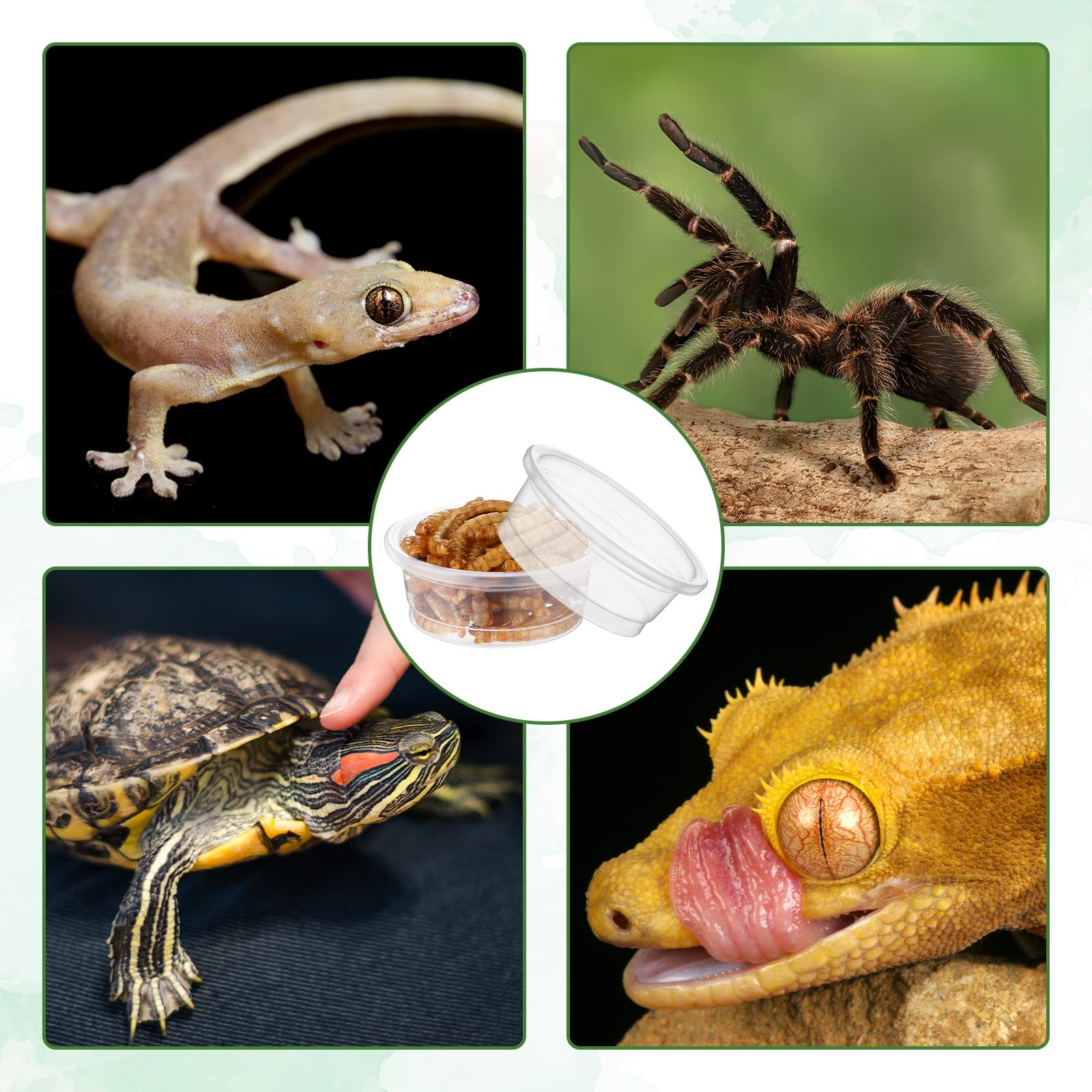 Usage cuisine reptile EBOOT pour portions et degustation.