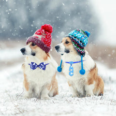 Eccliy accessoire hivernal pour chien, pratique et confortable.