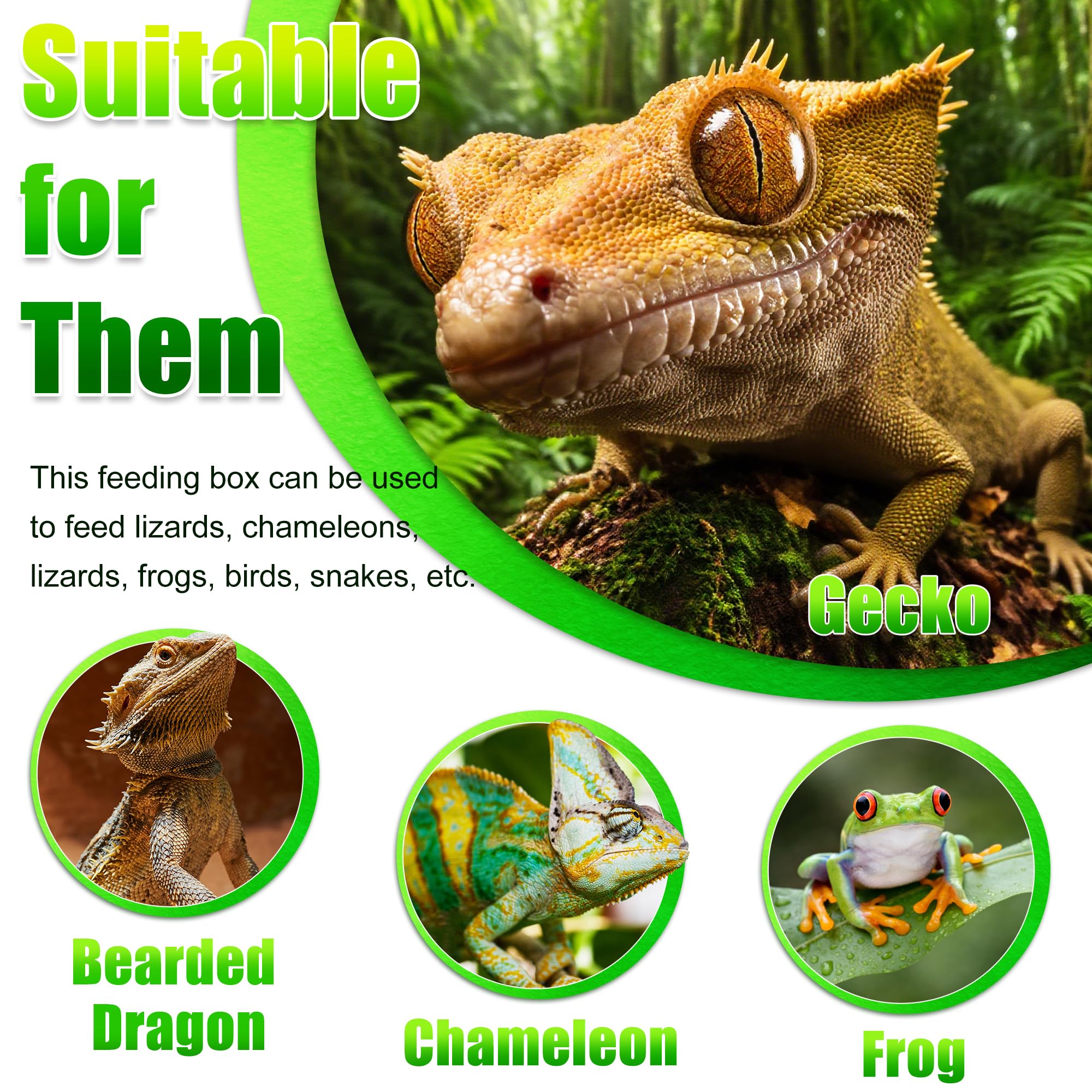 Accessoire Eckpo pour terrarium, idéal pour reptiles et amphibiens.