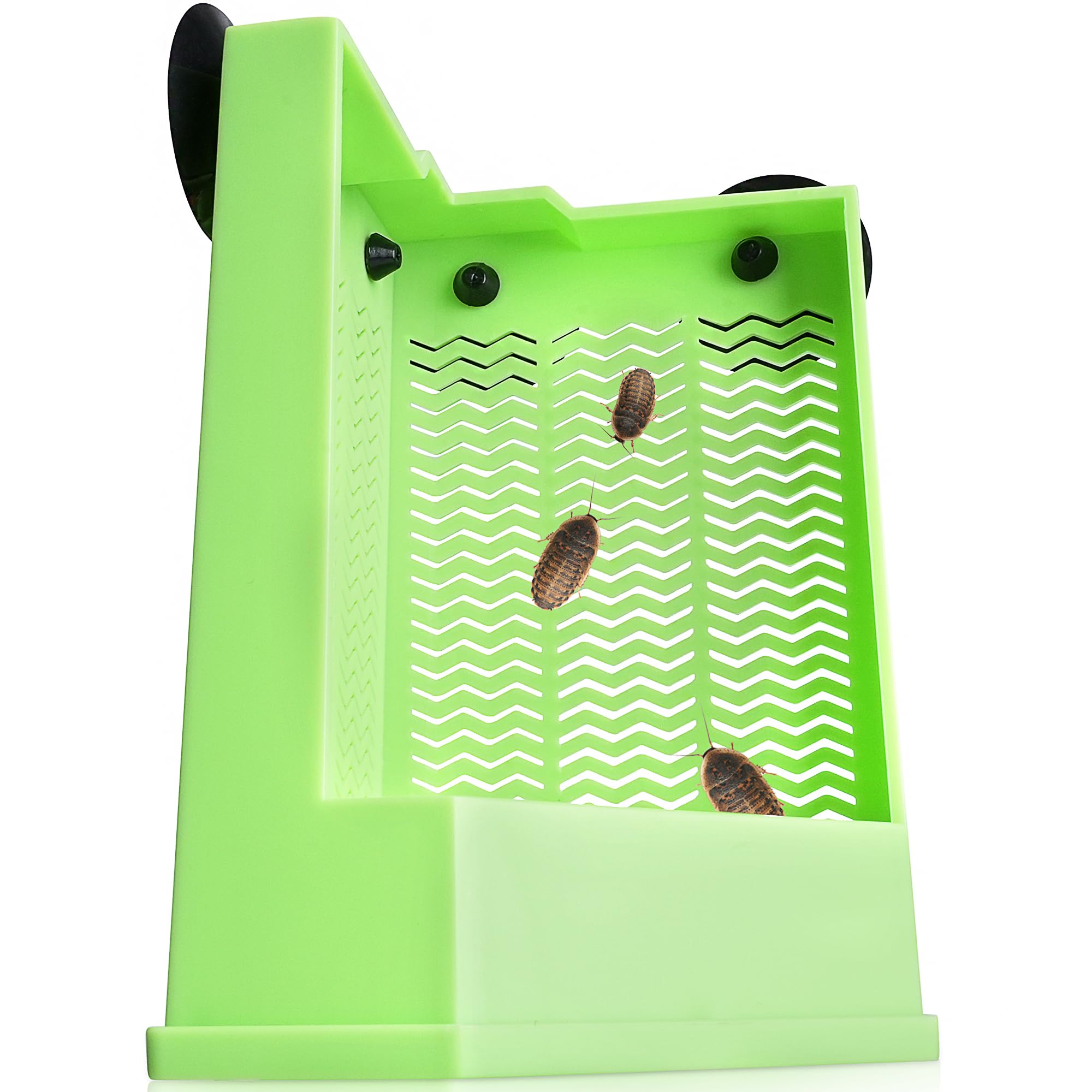 Bol Eckpo d'alimentation d'insectes sur verre, ventouse solide pour reptiles.