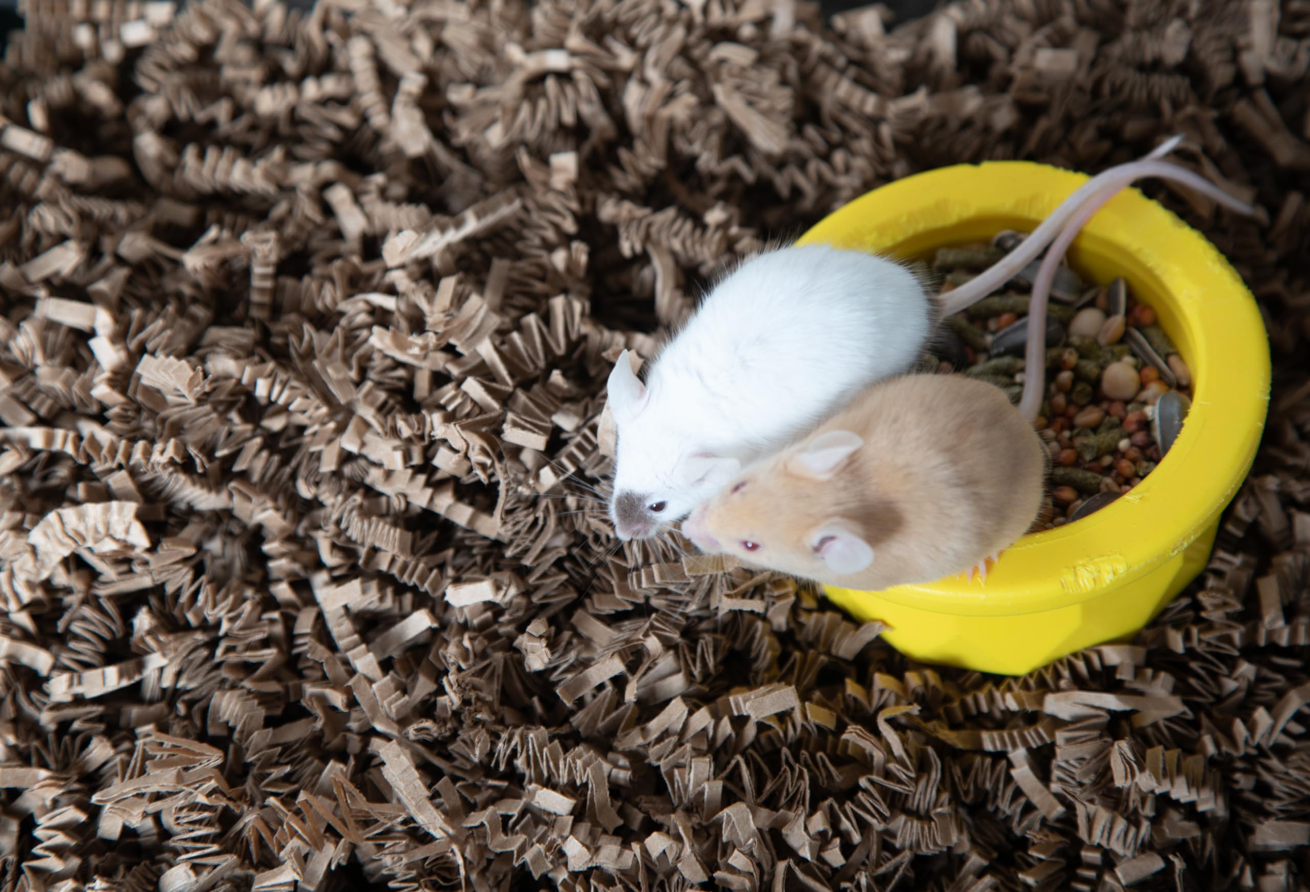 ECO BEDDING: papier-securite-sante-animaux, hygiene adapte aux cages
