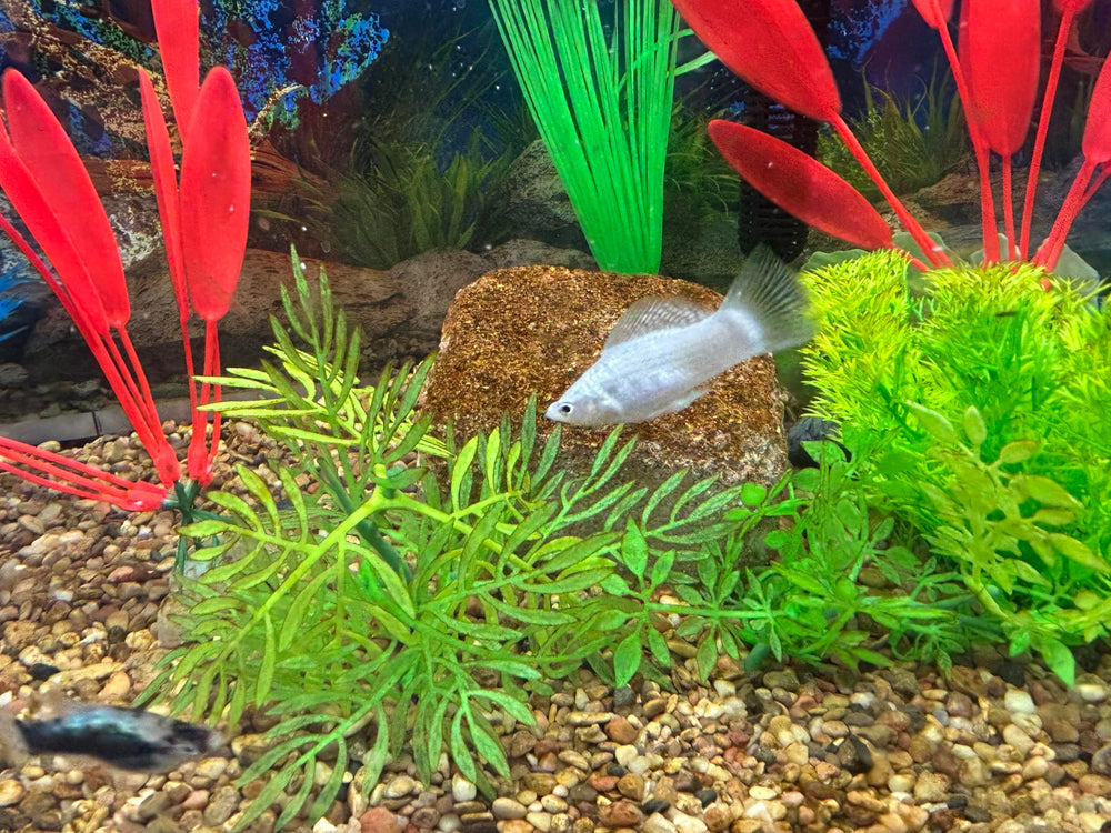 EcoBio-Block petite-taille-8-16-gallons : adaptée aux aquariums jusqu'à 16 gallons.