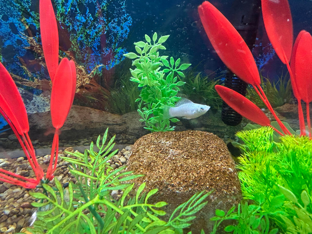 EcoBio-Block pierre-sante-poissons : sûr pour poissons et vie aquatique.