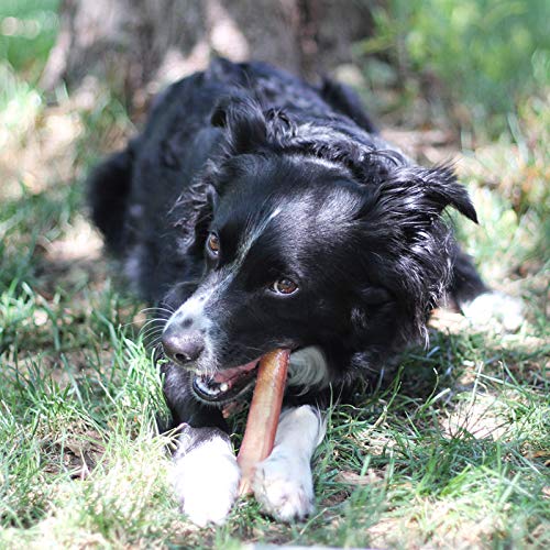 EcoKind alternative rawhide sans hormones: solution sûre et digestible.