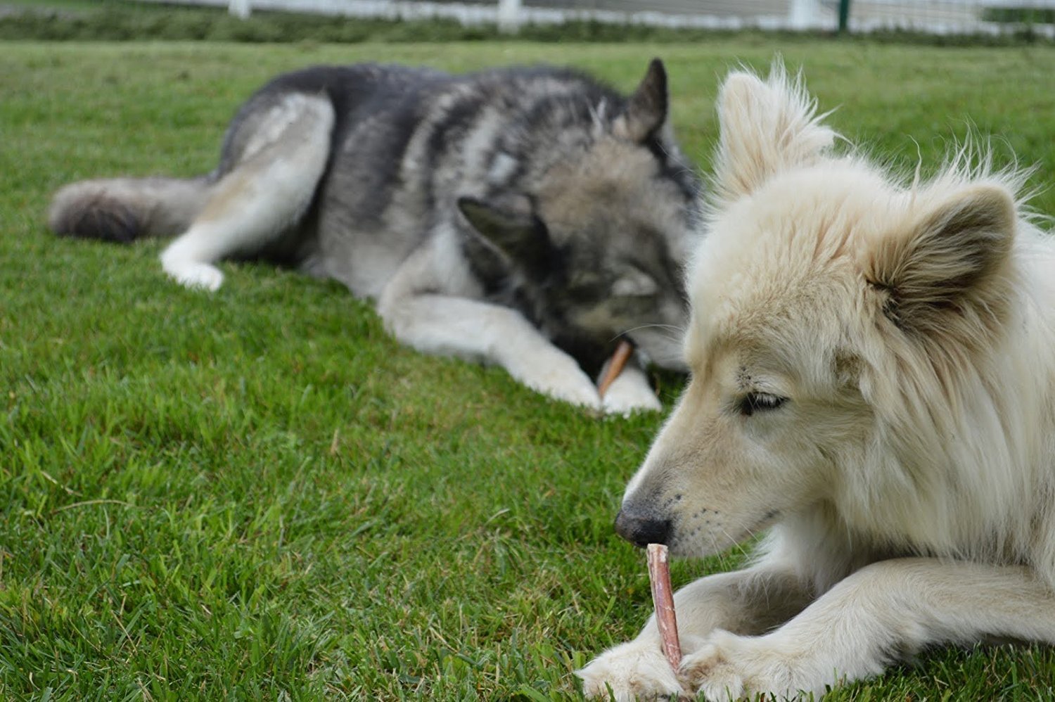 EcoKind arôme naturel produit dent: parfum naturel et goût agréable pour chiens.