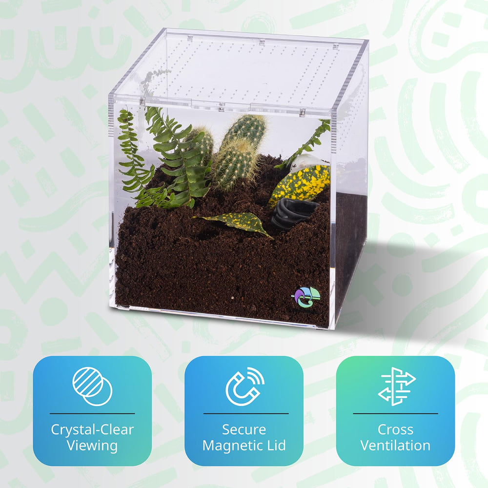 Terrarium EctoTherm pour mantis, habitat sûr et observables.