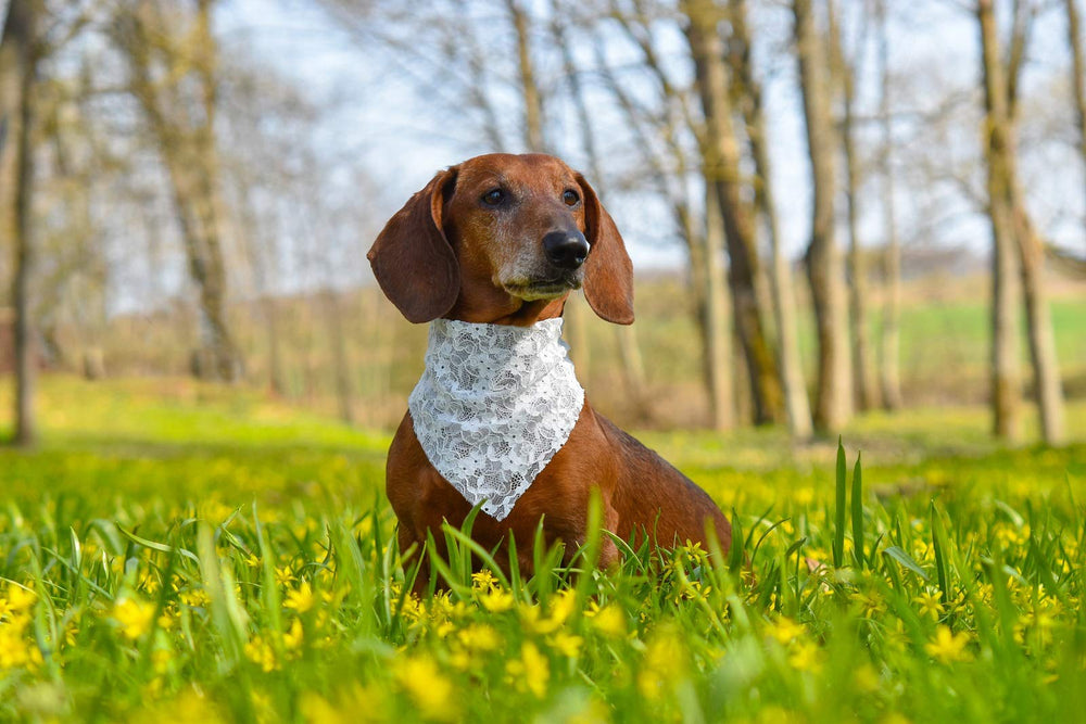 Accessoire mariage chien EechicSpace dentelle blanche ajoute charme.