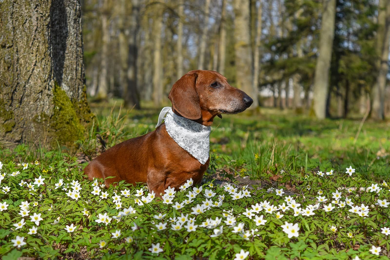 Bandana princesse dentelle blanche EechicSpace chien moyen, parfait pour photos.