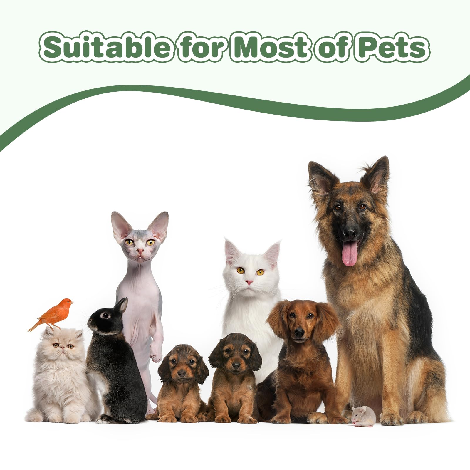 Fond impermeable du cercueil animal Efulycozyy pour transport propre.